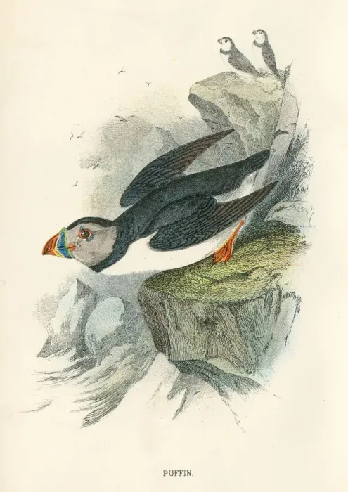 Framed Print : Puffin birds from Great Britain 1897 Framed Print : Puffin birds from Great Britain 1897