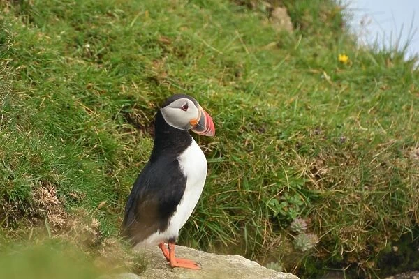 Puffin on a cliff