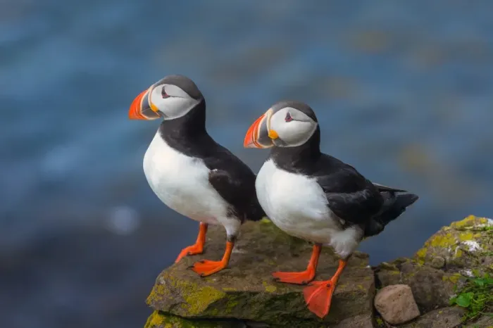 Framed Print : Puffin couple at Latrabjarg, Iceland Framed Print : Puffin couple at Latrabjarg, Iceland