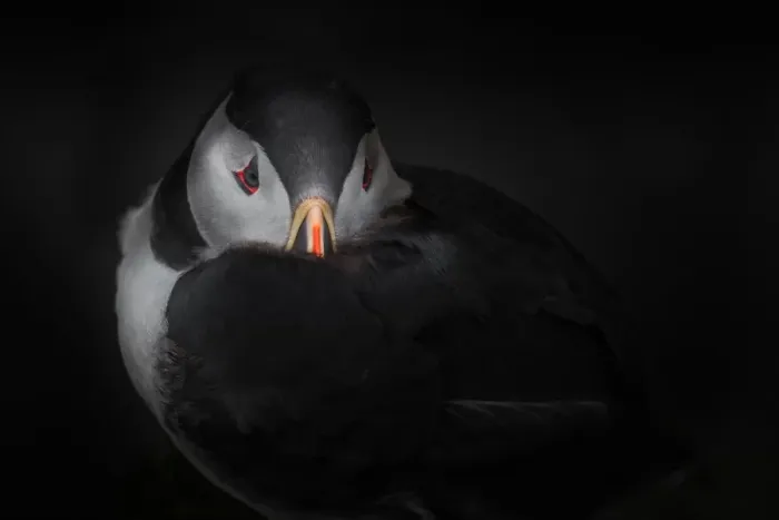 Framed Print : Puffin with dark background Framed Print : Puffin with dark background