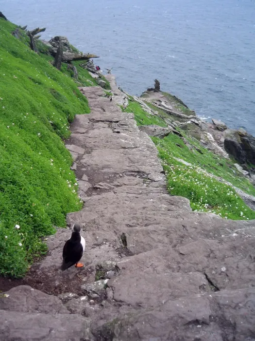 Framed Print : Puffin descending south steps