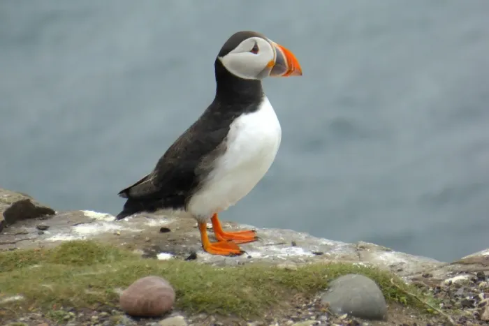 Framed Print : Puffin, Farne islands, England Framed Print : Puffin, Farne islands, England