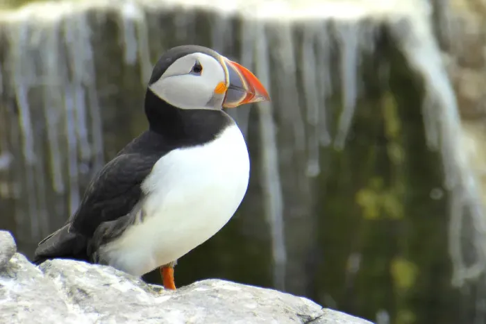 Framed Print : Puffin, Farne islands, England Framed Print : Puffin, Farne islands, England