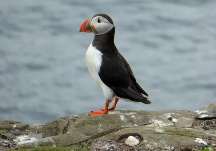 Framed Print : Puffin, Farne islands, England Framed Print : Puffin, Farne islands, England