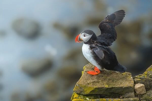 Puffin flapping wings on a cliff