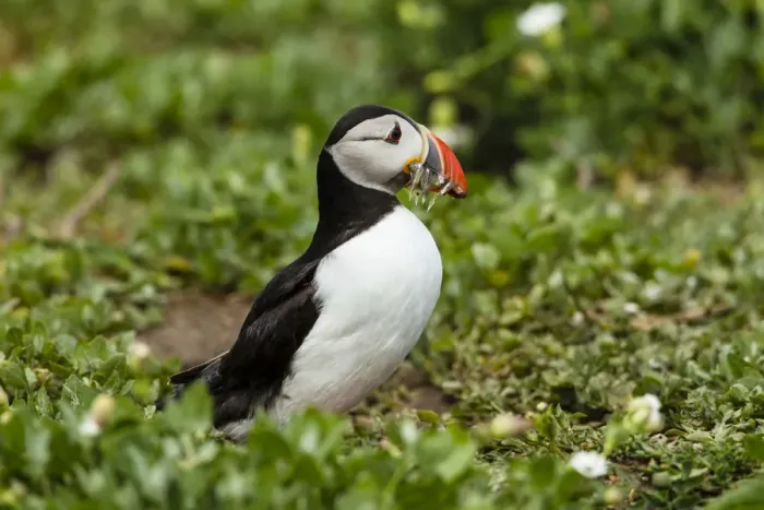 Framed Print : Puffin -Fratercula arctica-, Farne Islands, Northumberland, England, United Kingdom Framed Print : Puffin -Fratercula arctica-, Farne Islands, Northumberland, England, United Kingdom