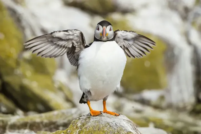 Framed Print : Puffin -Fratercula arctica-, Farne Islands, Northumberland, England, United Kingdom Framed Print : Puffin -Fratercula arctica-, Farne Islands, Northumberland, England, United Kingdom