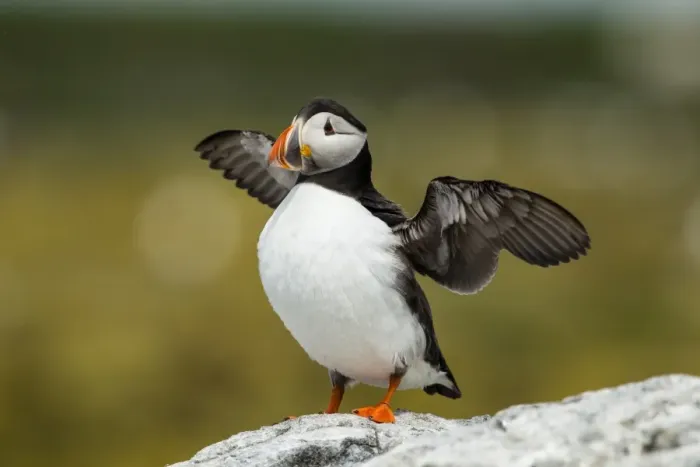 Framed Print : Puffin -Fratercula arctica-, Farne Islands, Northumberland, England, United Kingdom