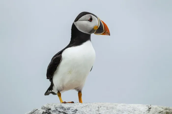 Framed Print : Puffin -Fratercula arctica-, Farne Islands, Northumberland, England, United Kingdom