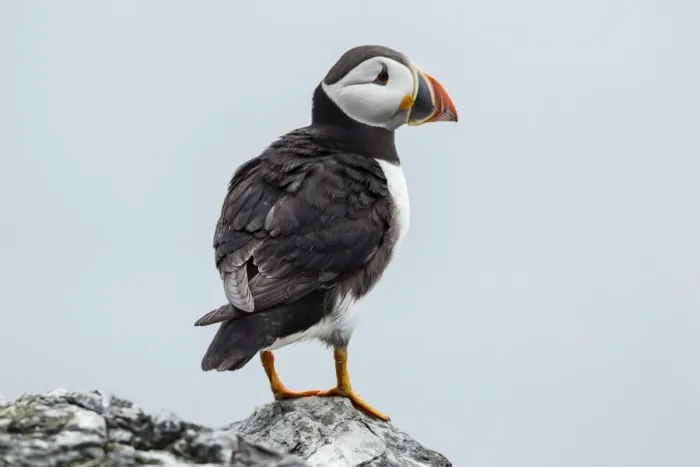 Framed Print : Puffin -Fratercula arctica-, Farne Islands, Northumberland, England, United Kingdom