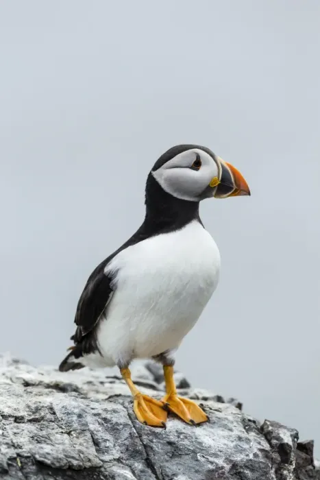 Framed Print : Puffin -Fratercula arctica-, Farne Islands, Northumberland, England, United Kingdom Framed Print : Puffin -Fratercula arctica-, Farne Islands, Northumberland, England, United Kingdom