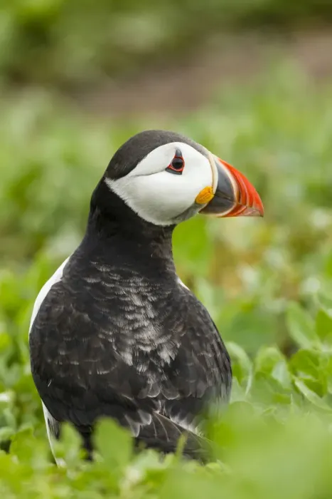 Framed Print : Puffin -Fratercula arctica-, Farne Islands, Northumberland, England, United Kingdom Framed Print : Puffin -Fratercula arctica-, Farne Islands, Northumberland, England, United Kingdom