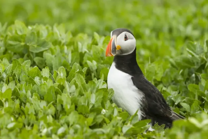 Framed Print : Puffin -Fratercula arctica-, Farne Islands, Northumberland, England, United Kingdom Framed Print : Puffin -Fratercula arctica-, Farne Islands, Northumberland, England, United Kingdom
