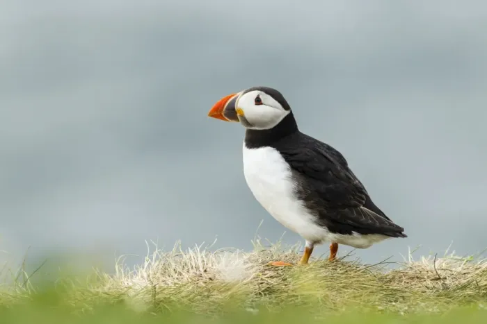Framed Print : Puffin -Fratercula arctica-, Farne Islands, Northumberland, England, United Kingdom Framed Print : Puffin -Fratercula arctica-, Farne Islands, Northumberland, England, United Kingdom
