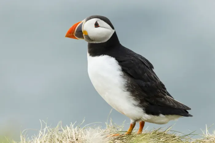 Framed Print : Puffin -Fratercula arctica-, Farne Islands, Northumberland, England, United Kingdom