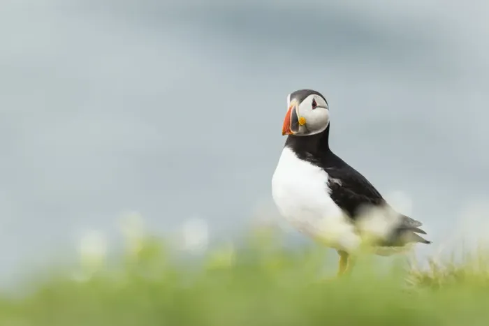 Framed Print : Puffin -Fratercula arctica-, Farne Islands, Northumberland, England, United Kingdom Framed Print : Puffin -Fratercula arctica-, Farne Islands, Northumberland, England, United Kingdom