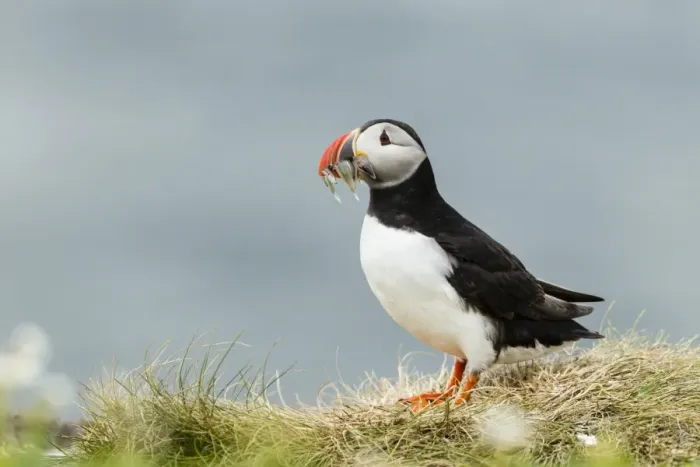 Framed Print : Puffin -Fratercula arctica-, Farne Islands, Northumberland, England, United Kingdom Framed Print : Puffin -Fratercula arctica-, Farne Islands, Northumberland, England, United Kingdom