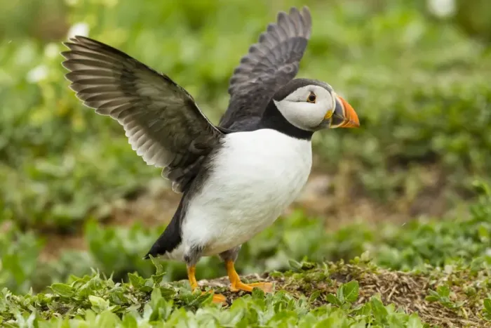 Framed Print : Puffin -Fratercula arctica-, Farne Islands, Northumberland, England, United Kingdom Framed Print : Puffin -Fratercula arctica-, Farne Islands, Northumberland, England, United Kingdom