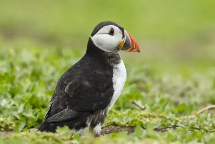 Framed Print : Puffin -Fratercula arctica-, Farne Islands, Northumberland, England, United Kingdom Framed Print : Puffin -Fratercula arctica-, Farne Islands, Northumberland, England, United Kingdom