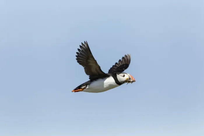 Framed Print : Puffin -Fratercula arctica-, Farne Islands, Northumberland, England, United Kingdom