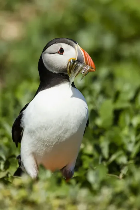 Framed Print : Puffin -Fratercula arctica-, Farne Islands, Northumberland, England, United Kingdom Framed Print : Puffin -Fratercula arctica-, Farne Islands, Northumberland, England, United Kingdom