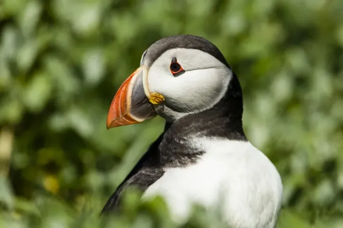 Framed Print : Puffin -Fratercula arctica-, Farne Islands, Northumberland, England, United Kingdom