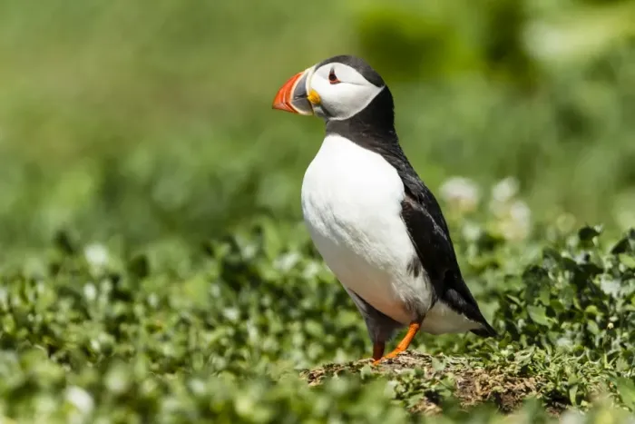 Framed Print : Puffin -Fratercula arctica-, Farne Islands, Northumberland, England, United Kingdom