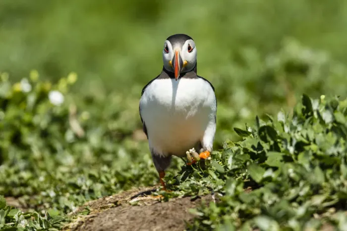Framed Print : Puffin -Fratercula arctica-, Farne Islands, Northumberland, England, United Kingdom Framed Print : Puffin -Fratercula arctica-, Farne Islands, Northumberland, England, United Kingdom