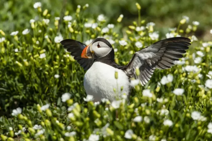 Framed Print : Puffin -Fratercula arctica-, Farne Islands, Northumberland, England, United Kingdom