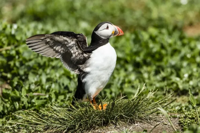 Framed Print : Puffin -Fratercula arctica-, Farne Islands, Northumberland, England, United Kingdom