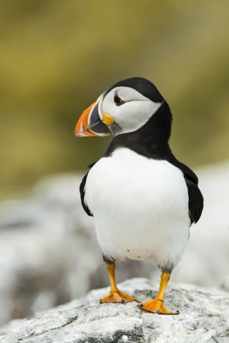Framed Print : Puffin -Fratercula arctica-, Farne Islands, Northumberland, England, United Kingdom