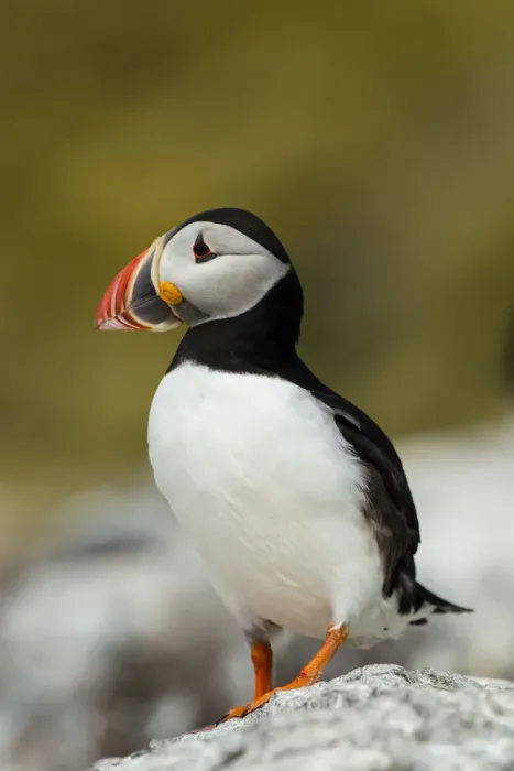 Framed Print : Puffin -Fratercula arctica-, Farne Islands, Northumberland, England, United Kingdom