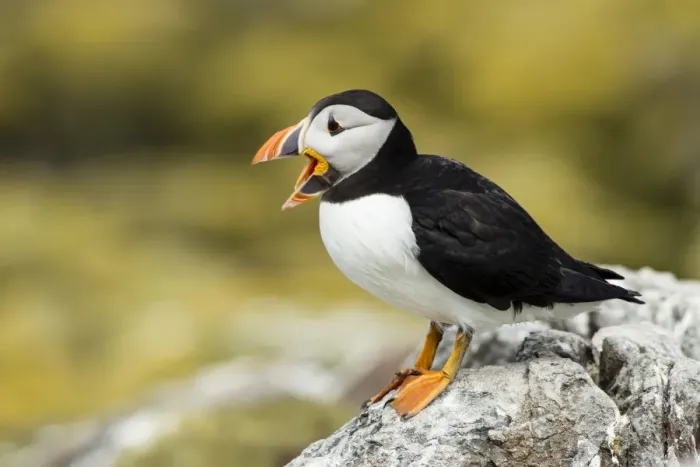 Framed Print : Puffin -Fratercula arctica-, Farne Islands, Northumberland, England, United Kingdom Framed Print : Puffin -Fratercula arctica-, Farne Islands, Northumberland, England, United Kingdom