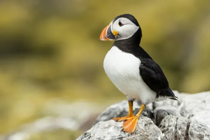 Framed Print : Puffin -Fratercula arctica-, Farne Islands, Northumberland, England, United Kingdom Framed Print : Puffin -Fratercula arctica-, Farne Islands, Northumberland, England, United Kingdom