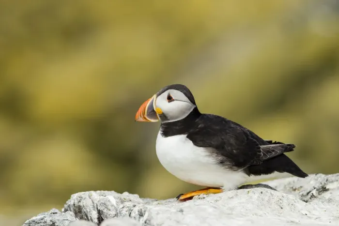 Framed Print : Puffin -Fratercula arctica-, Farne Islands, Northumberland, England, United Kingdom Framed Print : Puffin -Fratercula arctica-, Farne Islands, Northumberland, England, United Kingdom