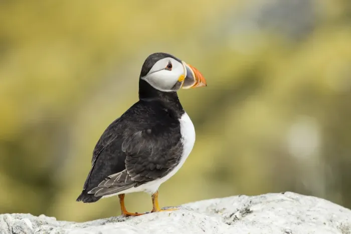 Framed Print : Puffin -Fratercula arctica-, Farne Islands, Northumberland, England, United Kingdom Framed Print : Puffin -Fratercula arctica-, Farne Islands, Northumberland, England, United Kingdom