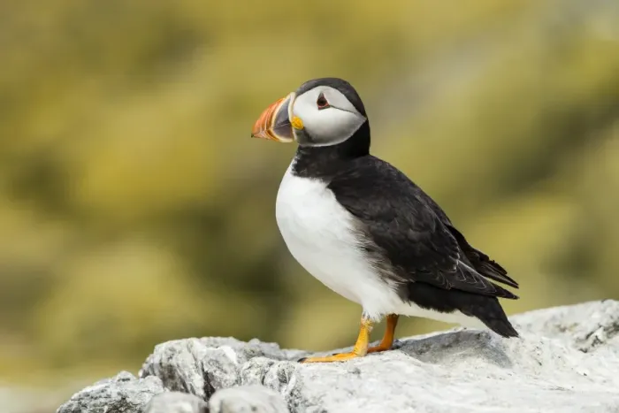 Framed Print : Puffin -Fratercula arctica-, Farne Islands, Northumberland, England, United Kingdom Framed Print : Puffin -Fratercula arctica-, Farne Islands, Northumberland, England, United Kingdom