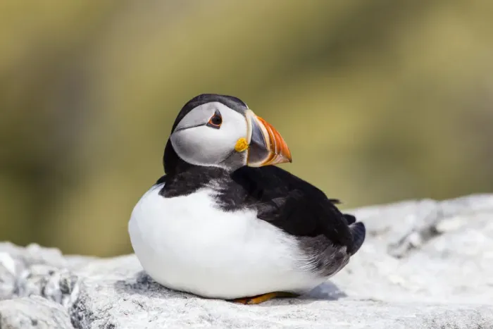 Framed Print : Puffin -Fratercula arctica-, Farne Islands, Northumberland, England, United Kingdom