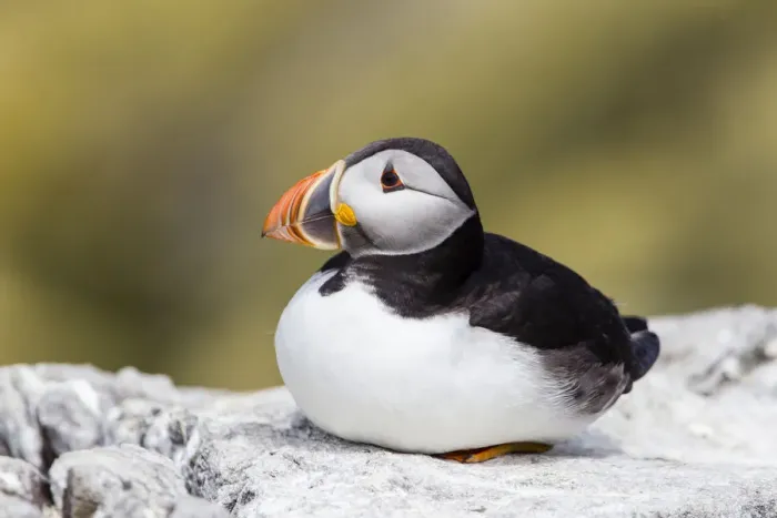 Framed Print : Puffin -Fratercula arctica-, Farne Islands, Northumberland, England, United Kingdom