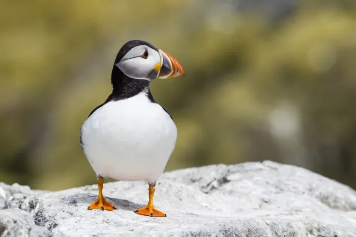 Framed Print : Puffin -Fratercula arctica-, Farne Islands, Northumberland, England, United Kingdom Framed Print : Puffin -Fratercula arctica-, Farne Islands, Northumberland, England, United Kingdom