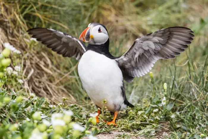 Framed Print : Puffin -Fratercula arctica-, Farne Islands, Northumberland, England, United Kingdom