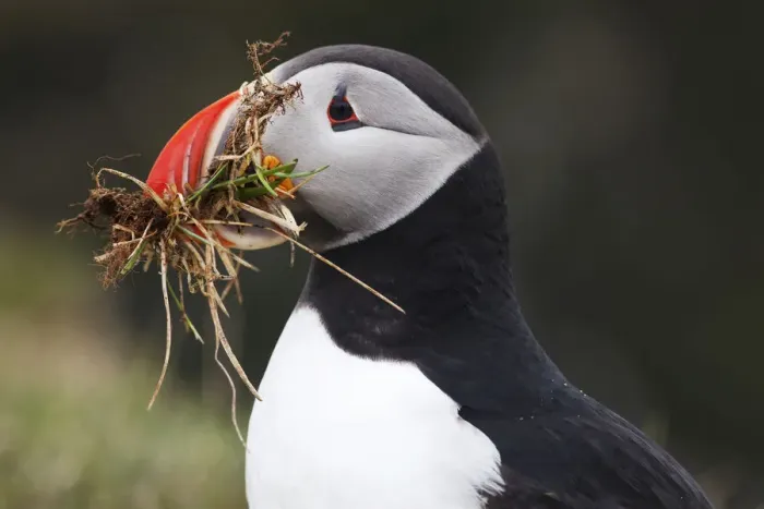Framed Print : Puffin -Fratercula arctica-, Latrabjarg Peninsula, West Fjords, Iceland, Europe Framed Print : Puffin -Fratercula arctica-, Latrabjarg Peninsula, West Fjords, Iceland, Europe
