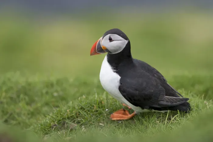Framed Print : Puffin -Fratercula arctica-, Mykines, Faroe Islands, Denmark Framed Print : Puffin -Fratercula arctica-, Mykines, Faroe Islands, Denmark