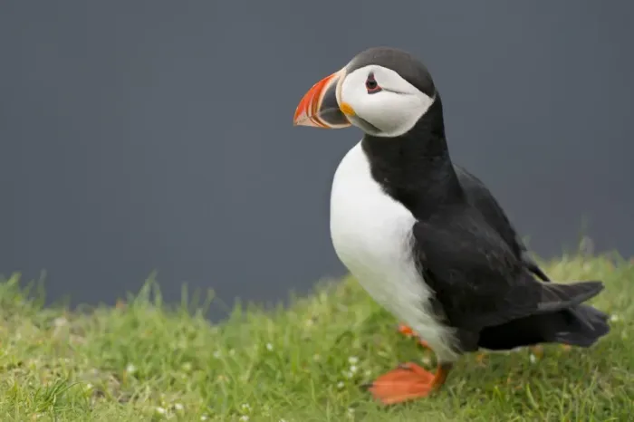Framed Print : Puffin -Fratercula arctica-, Mykines, Faroe Islands, Denmark Framed Print : Puffin -Fratercula arctica-, Mykines, Faroe Islands, Denmark