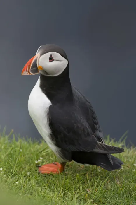 Framed Print : Puffin -Fratercula arctica-, Mykines, Faroe Islands, Denmark Framed Print : Puffin -Fratercula arctica-, Mykines, Faroe Islands, Denmark