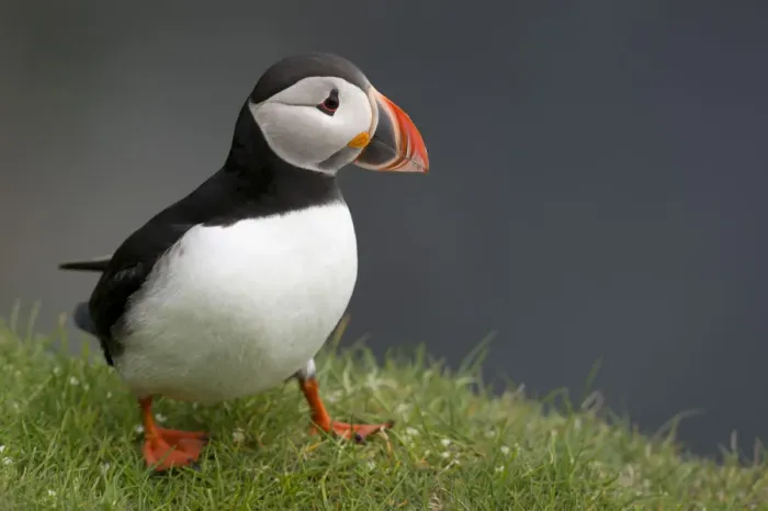 Framed Print : Puffin -Fratercula arctica-, Mykines, Faroe Islands, Denmark Framed Print : Puffin -Fratercula arctica-, Mykines, Faroe Islands, Denmark