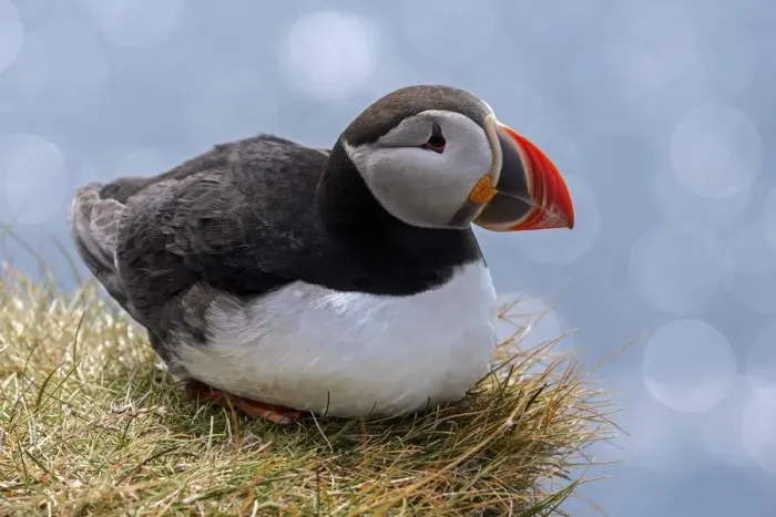 Framed Print : Puffin (Fratercula arctica), sitting in the grass, bird rock Latrabjard, Westfjords Framed Print : Puffin (Fratercula arctica), sitting in the grass, bird rock Latrabjard, Westfjords