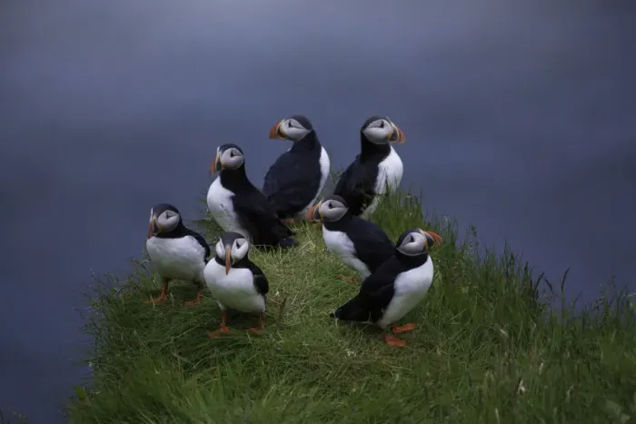 Framed Print : Puffin group Framed Print : Puffin group