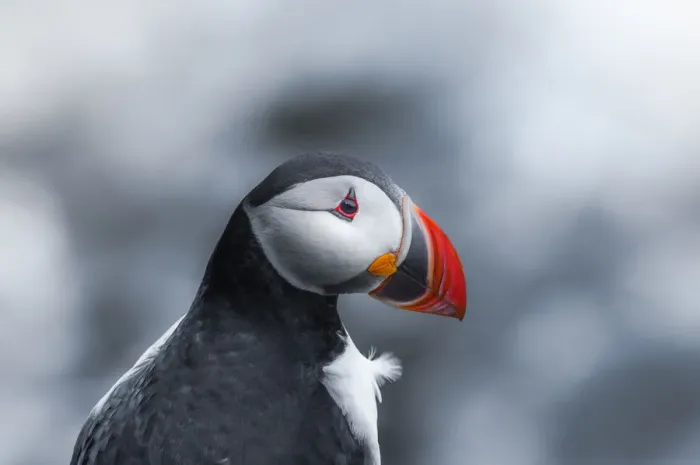 Framed Print : Puffin Headshot at Latrabjarg, Iceland Framed Print : Puffin Headshot at Latrabjarg, Iceland