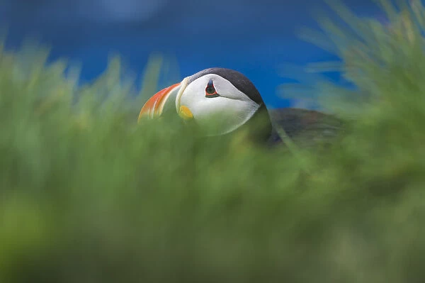 A puffin hiding in grass bush